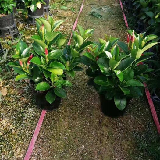 漳平市常春藤 飘香藤攀爬腾类植物耐阴花卉盆栽双喜藤文藤盆景庭院爬藤植物花苗