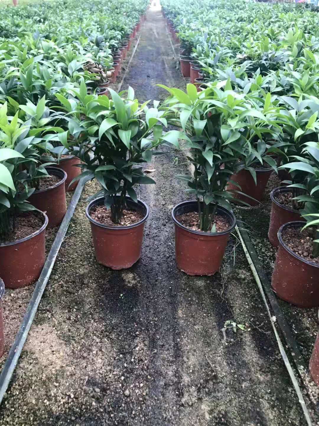  四季常青 竹柏 竹叶柏绿色植物 桌面盆栽 花卉绿植防辐射
