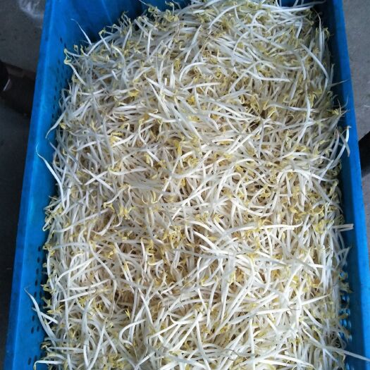 博野县 豆芽黄豆芽