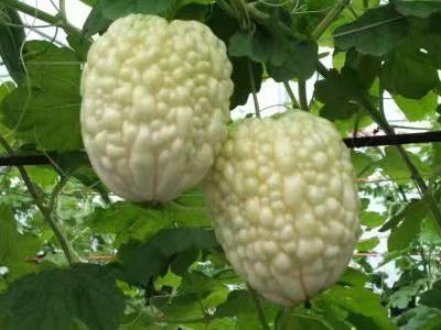 新型瓜果種子 蘋果型苦瓜種子 可以生食的蘋果苦瓜種子品種