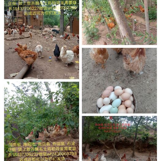 南召县翻毛鸡 统货 3-4斤