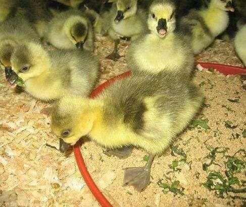 南宁 狮头鹅苗