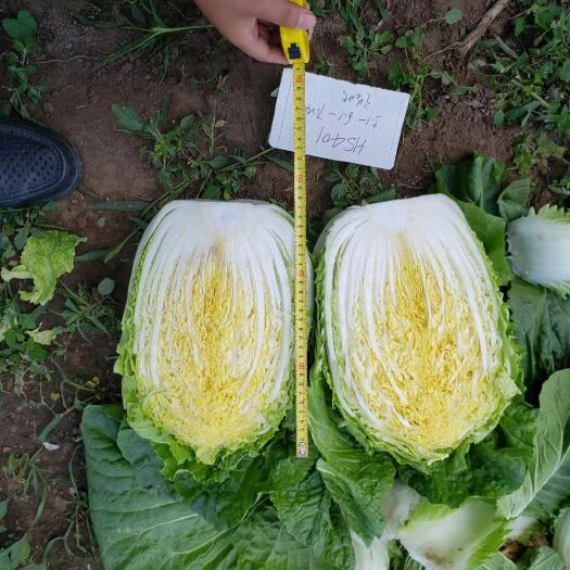 三河市黄心白菜种子 原种 99% 