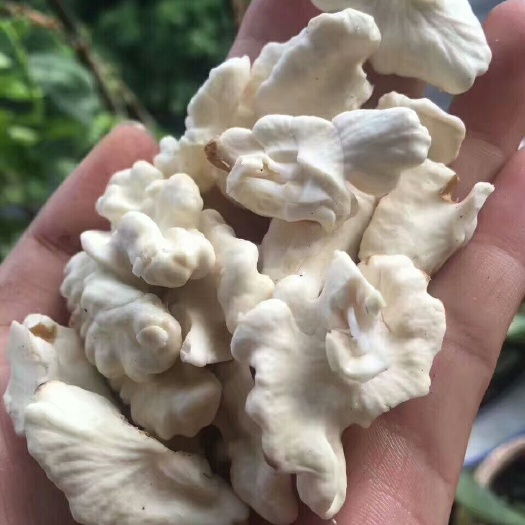 永德县 永德高原核桃