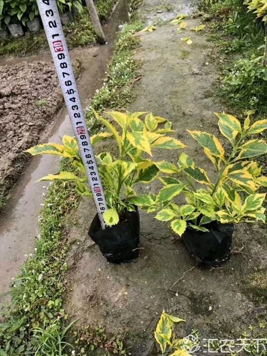 非洲茉莉 自家苗木量大，各种绿化小苗大苗货优价优。