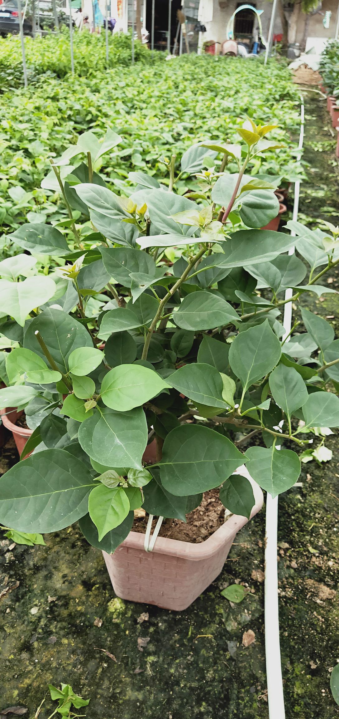 中国红三角梅 潮州红