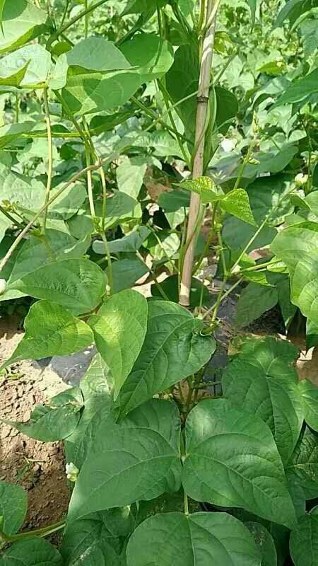 隆化县架豆角