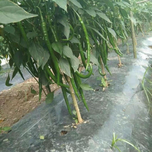 大方县二荆条辣椒 二荆条