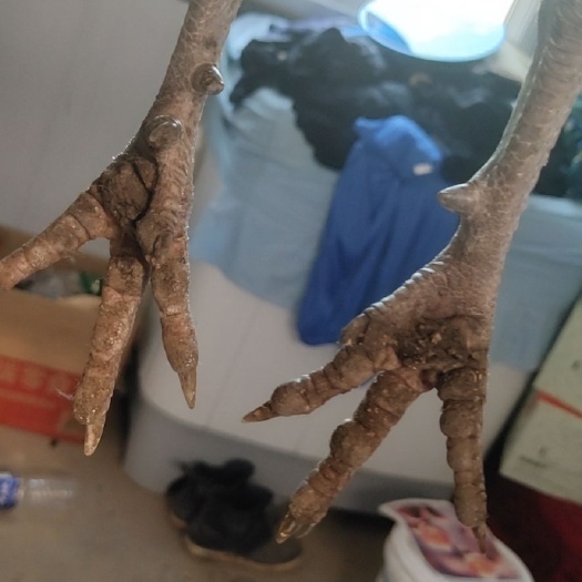 忻州 鸡