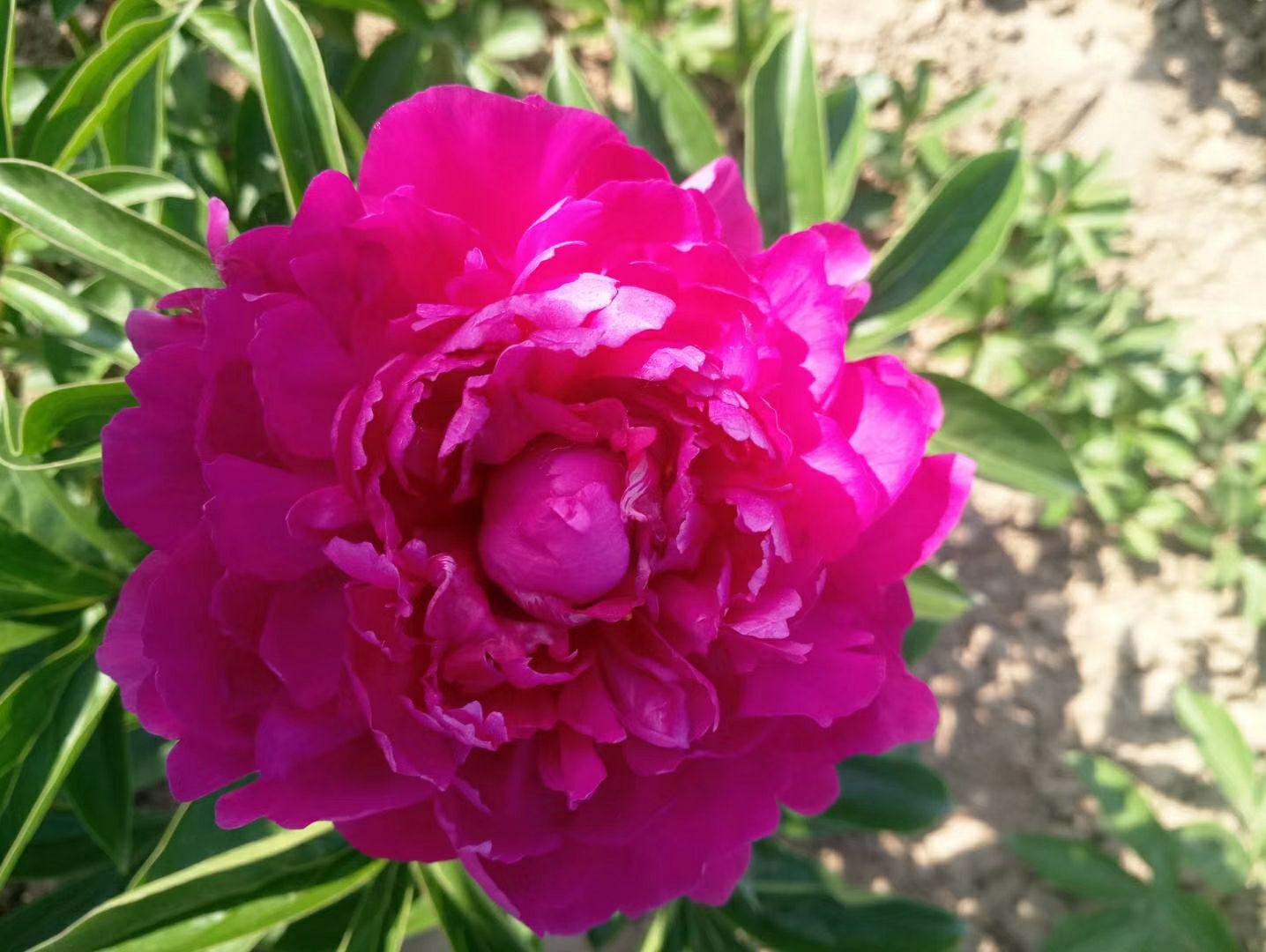 观赏多花芍药，精品观赏芍药，多层花，保品种，现要现挖