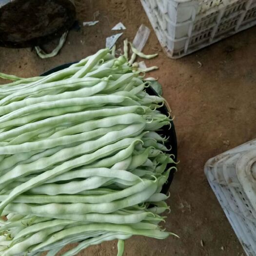 隆化县 大量供应陆地豆角