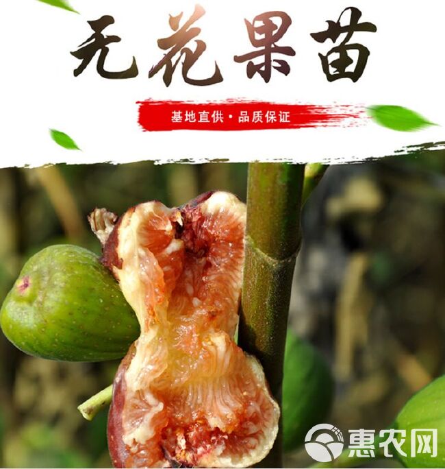 无花果苗 波姬红无花果苗 大青皮无花果苗量大优惠 基地直供