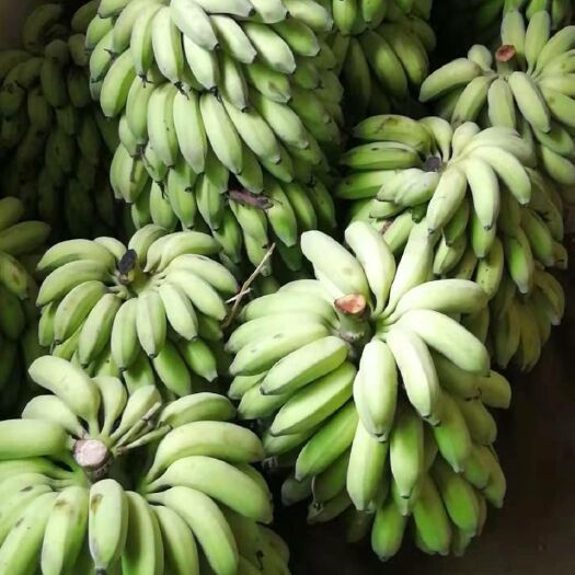 册亨县 现有大量糯米蕉供应