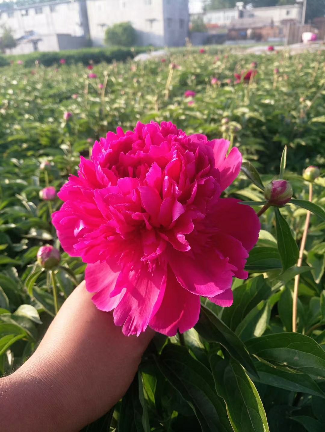 观赏多花芍药，精品观赏芍药，多层花，保品种，现要现挖