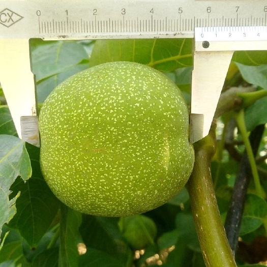 汾阳市 种苗辽核当年挂果薄皮核桃苗三年苗十棵以上发货包邮