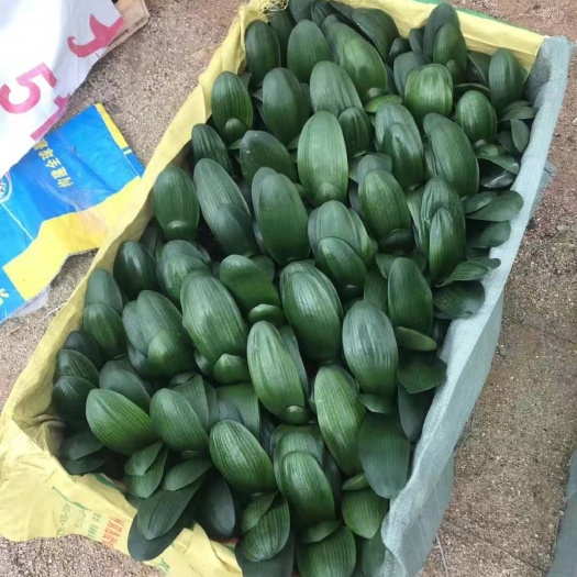 漳平市 君子兰盆栽小花苗开花植物四季净化空气绿植花卉客厅盆景宽叶国兰