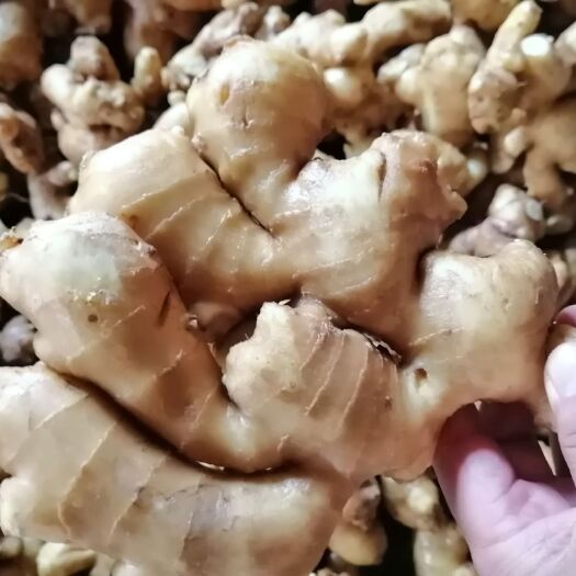 莒县姜种 4~6两 水洗