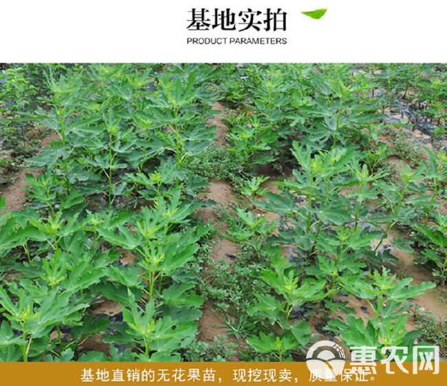 无花果苗 波姬红无花果苗 大青皮无花果苗量大优惠 基地直供