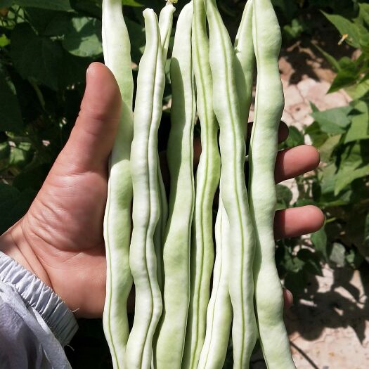 大连四季豆种子  大金条散种，等级原种级别！条长肉厚。4斤起发。
