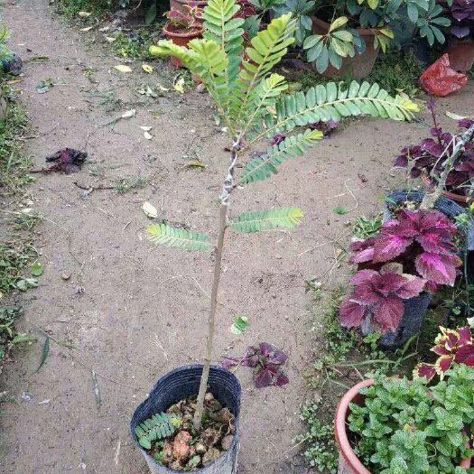 灵山县 油甘果苗 余甘果苗 牛甘果苗 油橄榄苗 橄榄果树苗嫁接苗当