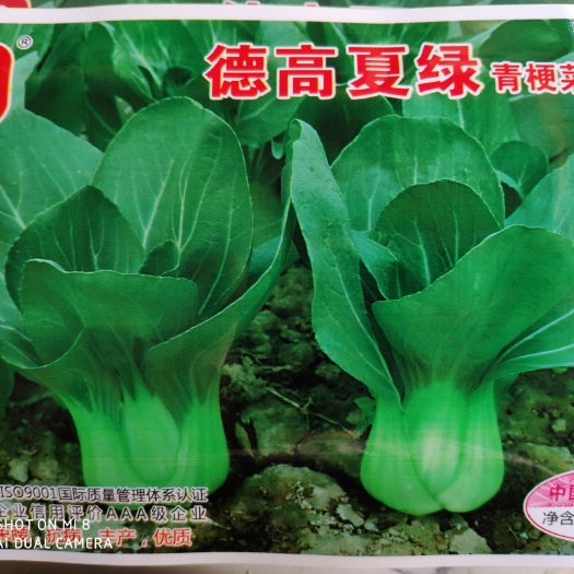 余干县青梗菜种子  德高夏绿青梗菜杂交种株型优美整齐一致 大头束腰