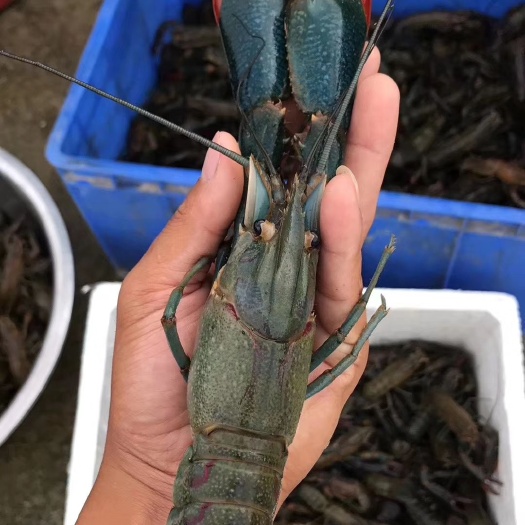 文昌市红螯螯虾  澳洲淡水小龙虾