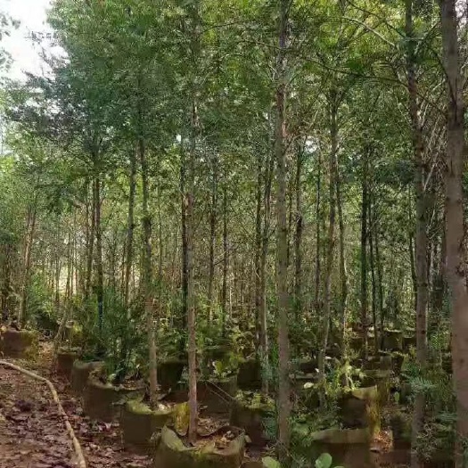 通海县清香木苗 现货