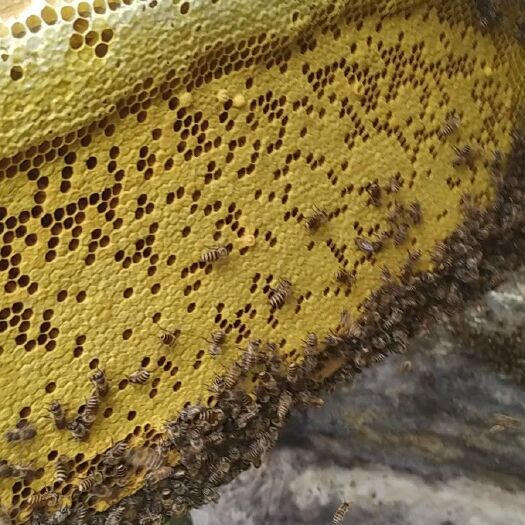 彭州市中华蜜蜂  中蜂群土蜂蜜蜂群