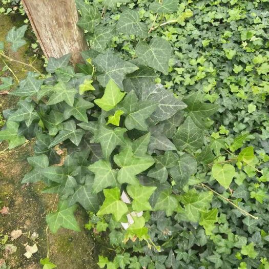 漳平市 常春藤常青藤盆栽壁挂办公绿植垂吊植物吸甲醛苯净化空气四季常青