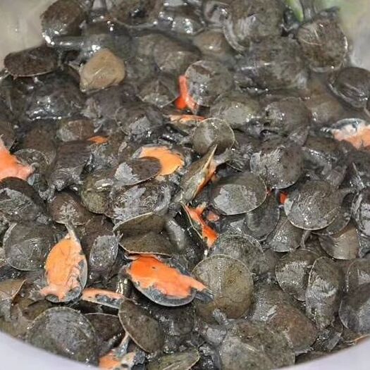 武汉生态甲鱼苗 出售各种优质甲鱼种苗，包技术，包成活率，包回收。让您养殖无忧