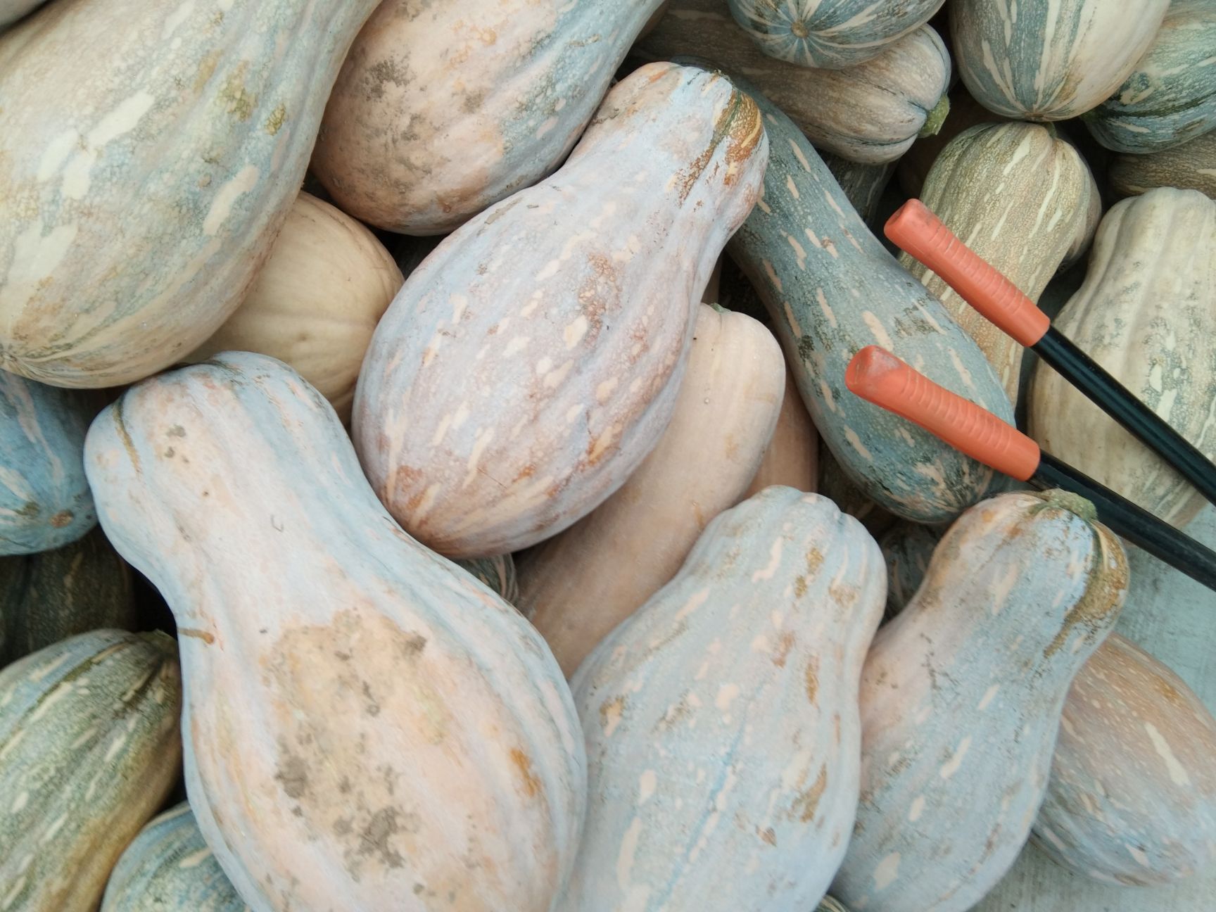 品种名:蜜本南瓜 单个重:7---14 形状:长条形 表皮颜色:黄色