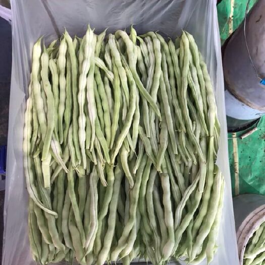 隆化县 承德隆化县，百亩产量豆角