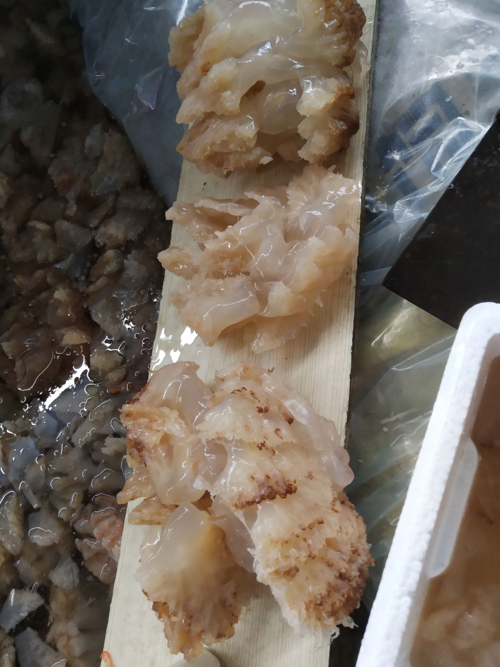 黄海海蛰