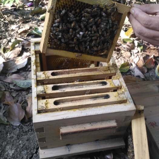 建始县 中蜂开产王 土黑王 阿坝王 天柱王  仓王
