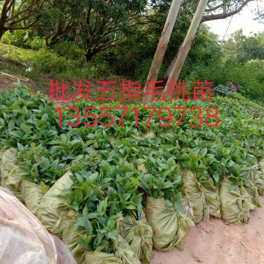 灵山县五指毛桃苗