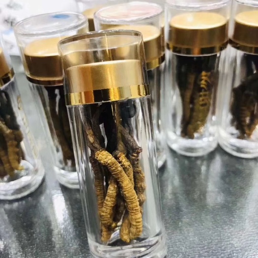 西宁 网红小草 5根一克 精品玉树冬虫夏草 瓶装