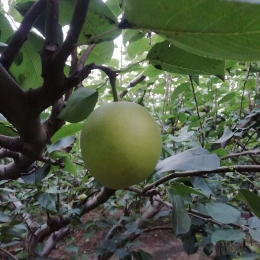 馆陶县皇冠梨 财富热线