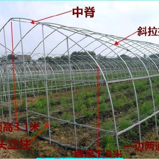 沭阳县蔬菜大棚 蔬菜种植大棚
