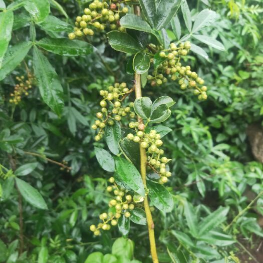 米易县青花椒 一级 鲜花椒