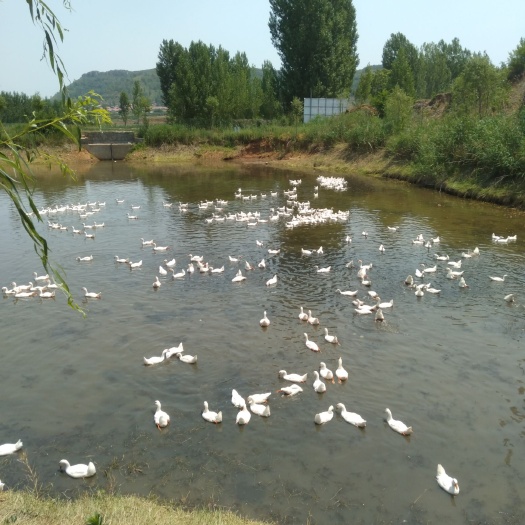 沂水县农家土鹅 三百亩果园中水库全散养