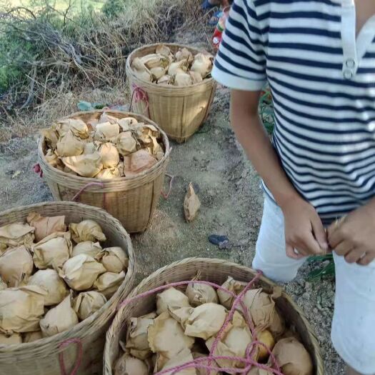 连州市粤北潭岭水晶梨。