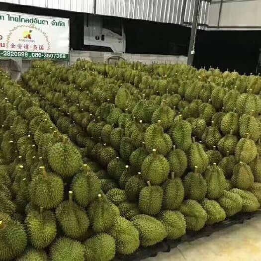 凭祥市越南菠萝蜜 东南亚水果，泰国金枕，