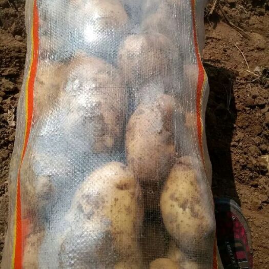 围场县荷兰15号土豆 2两以上
