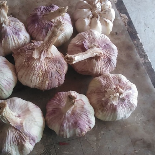杞县红皮蒜  新干大蒜大量共应 紫皮大蒜 大蒜头 无霉蒜 无芽蒜
