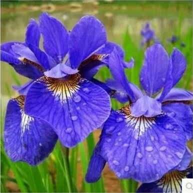 沭阳县鸢尾苗蝴蝶兰可室内盆栽地栽花苗庭院花卉植物耐寒常青金