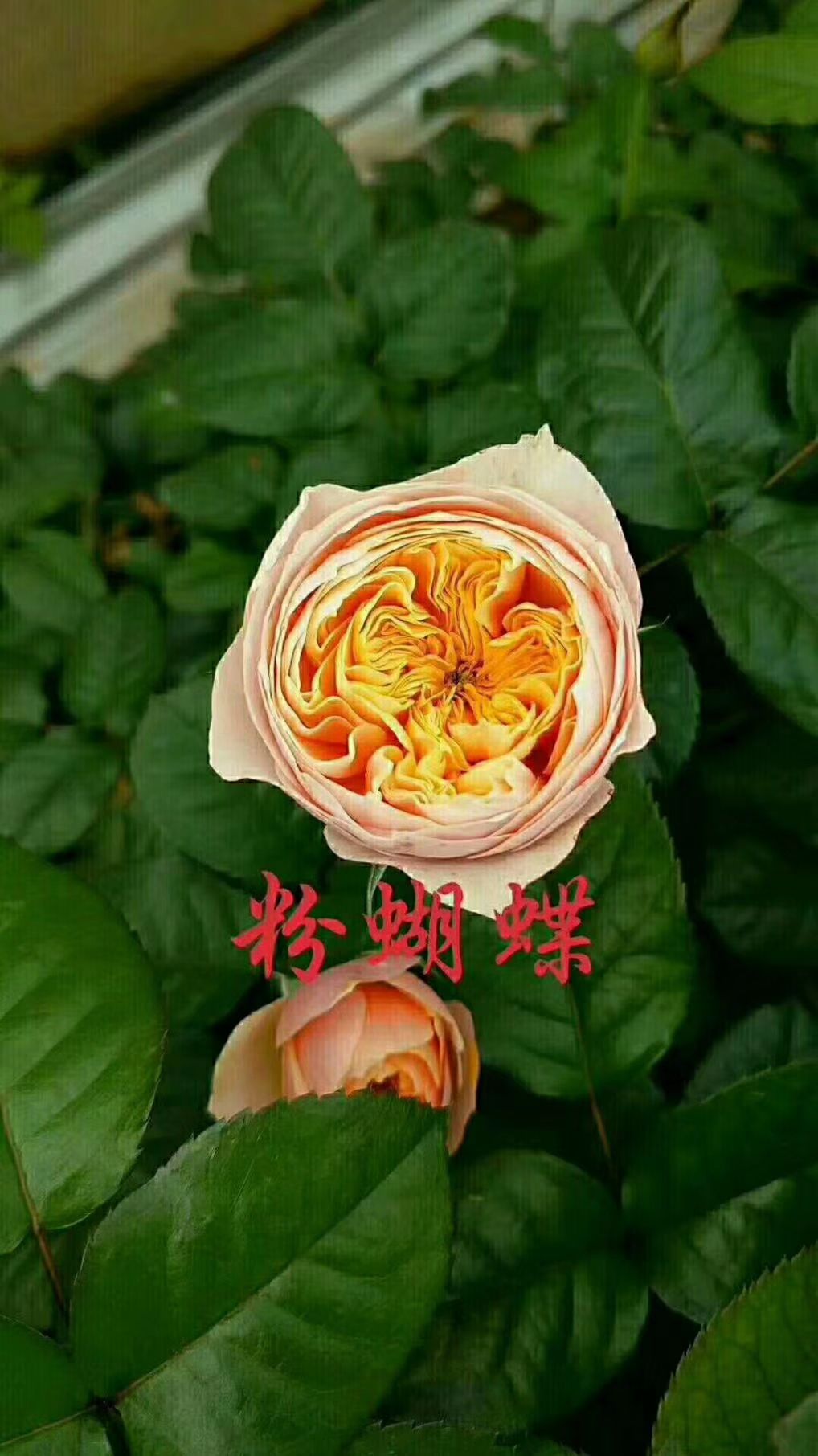 玫瑰切花  四季玫瑰苗，切花玫瑰苗