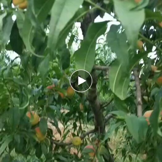 曹县锦绣黄桃 自家种植专业水果管理无公害