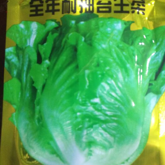 赫章县生菜种子 ≥85%