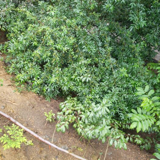  自家种植的青花椒