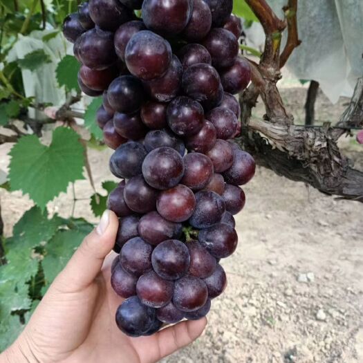 萧县 夏黑葡萄供应